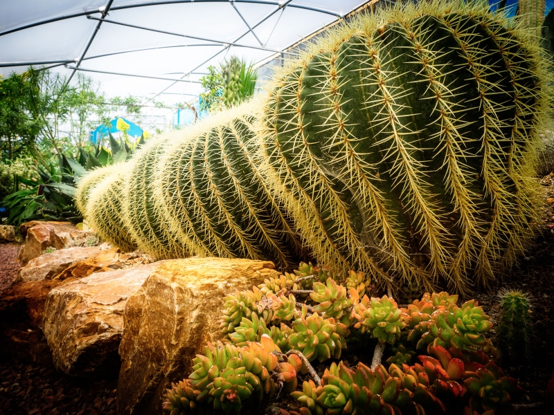 The World Garden at Lullingstone Castle